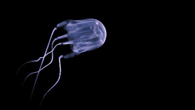 Scientists Discover Anti-Venom for the Deadly Box Jellyfish
