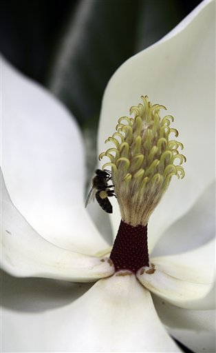 Vanishing Bees Reveal Dangers of Pesticides