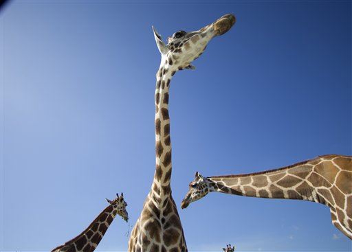 'Billion to One' Lightning Strike Kills 2 Giraffes