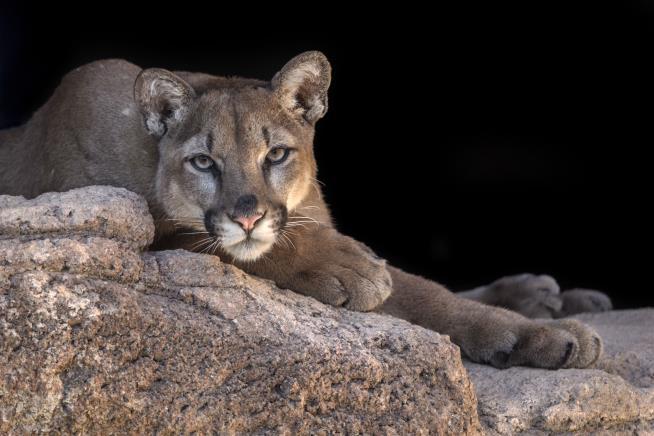 Mystery illness causes Florida panthers and bobcats to stumble and fall