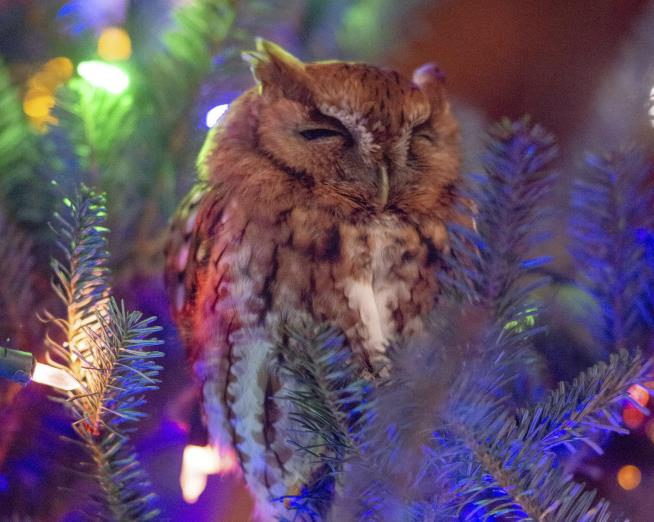 One of Those Owls Isn't an Ornament