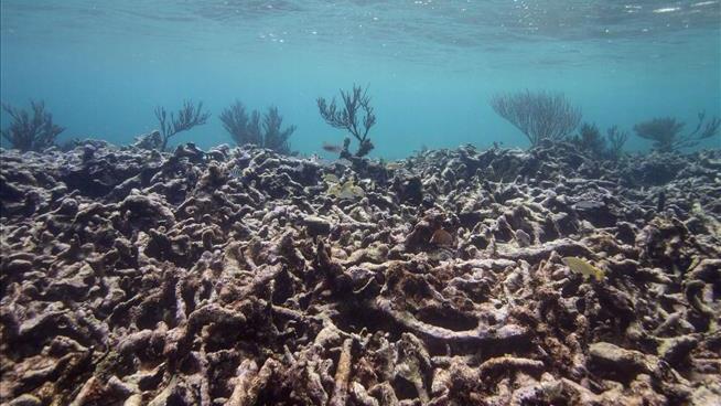Study on Our Coral Reefs: 'Honestly, Most Sites Are Out'