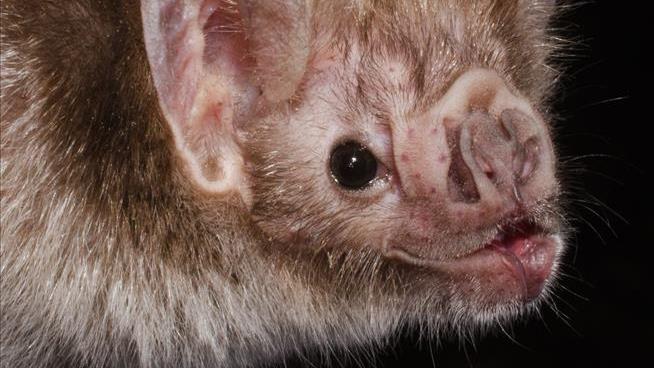 Vampire Bats Engage in 'Horrifying French Kiss'
