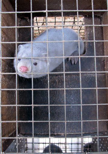 Mink-Farm Workers May Have Caught Virus From Animals