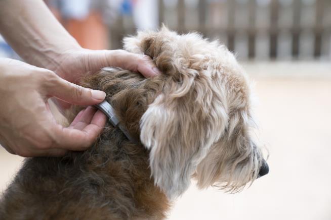 Watchdog Raises Alarm About Popular Flea Collar