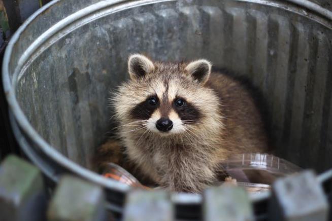 Pandemic Drives 62% Increase in Raccoon Attacks