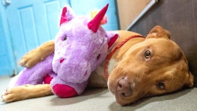 Shoplifting Stray Dog Finally Gets His Stuffed Unicorn