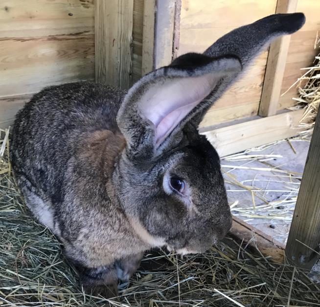 Reward Offered in Theft of World's Longest Rabbit