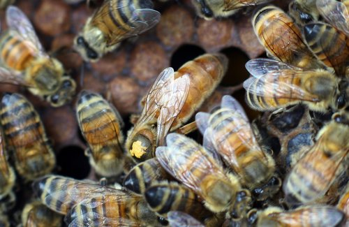 Honeybees Do Puzzling 'Wave' to Scare Enemies