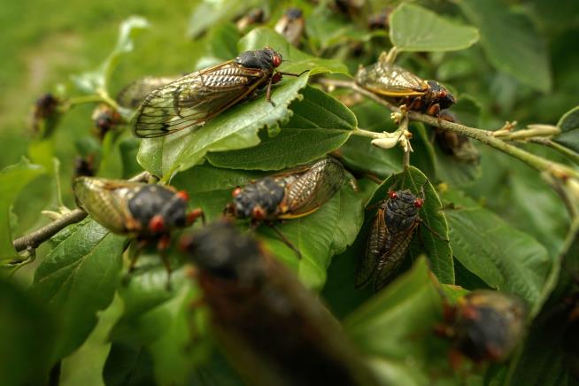Too Many Cicadas to Eat? Here's Another Use