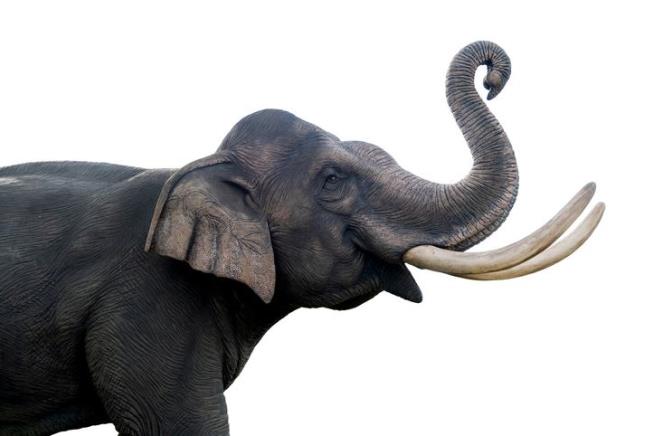 On an Island, Elephants Shrink Surprisingly Fast