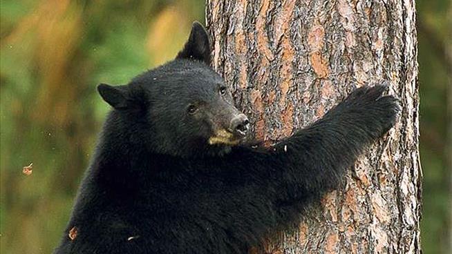 Bear Stuck in NC Tree Saved by Case of the Munchies