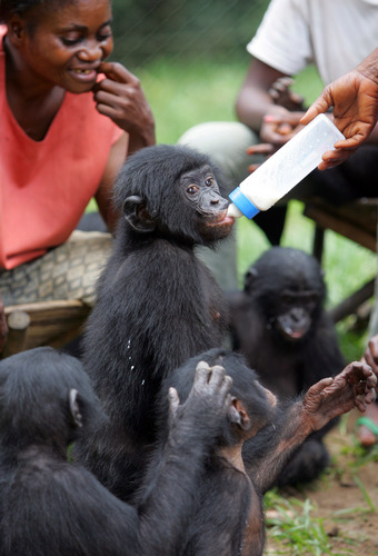 Scientists Rethink the Bonobo