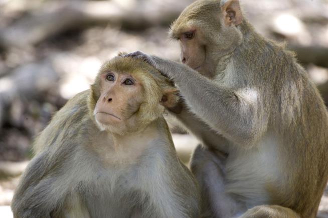 China Reports First Human Death From Rare Monkey Virus