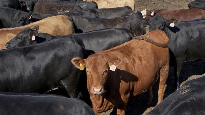 Ranchers' Beef: Slogan Isn't American Enough