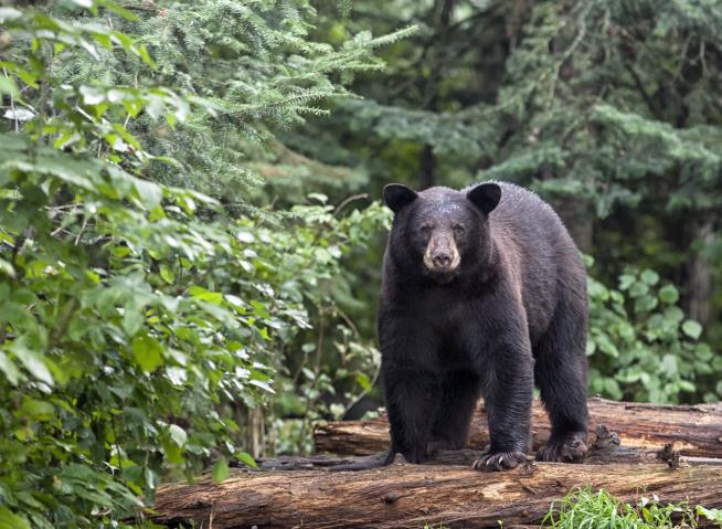 Bear Attacks Picnicking Couple in NC