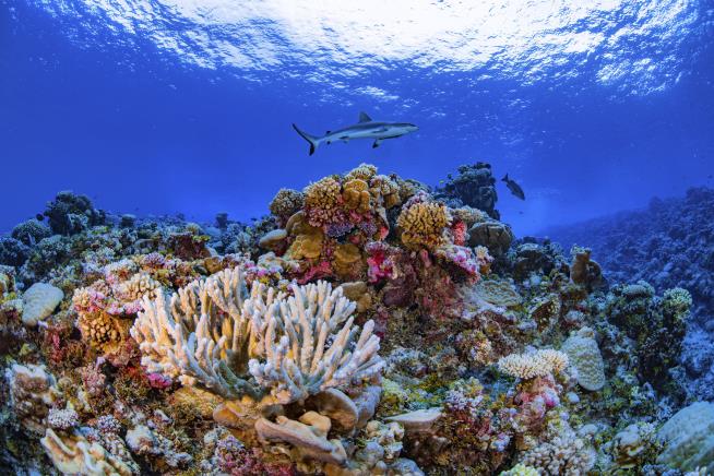 In Huge Report on World's Coral Reefs, Reason to Shudder