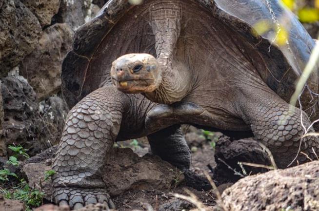New Giant Tortoise Species Discovered in Galapagos