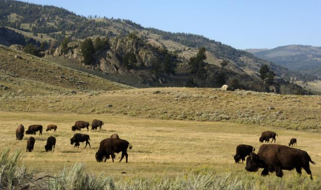 She Got Within 10 Feet of Yellowstone Bison, With Horrifying End