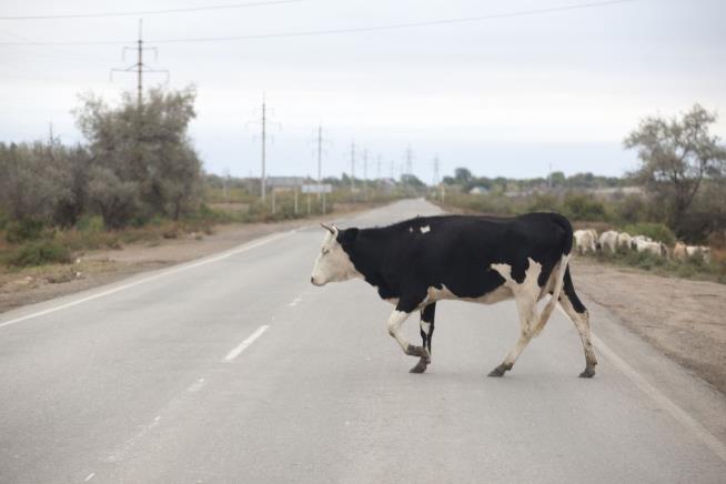 Dozens of Cows Block Florida Turnpike