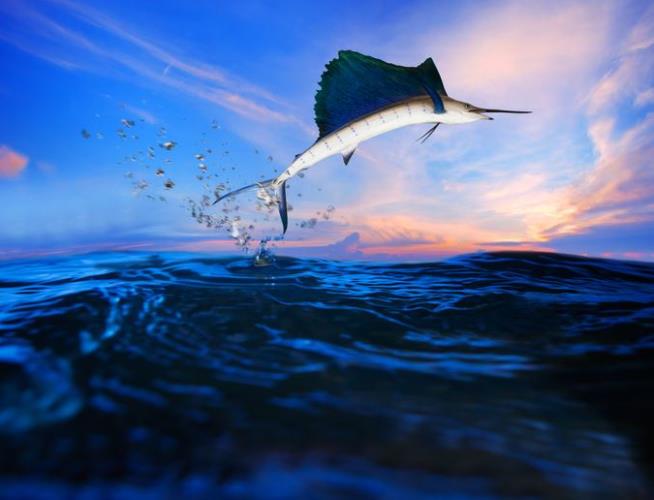 Sailfish Sends Woman to the Hospital in Florida