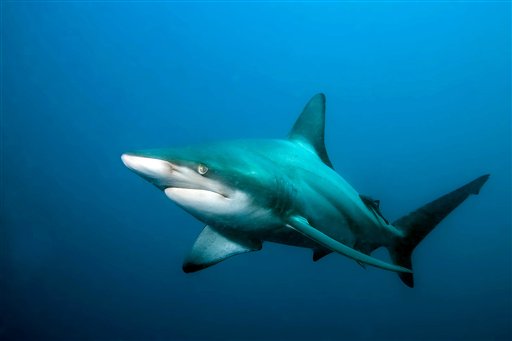 Scientists Confirm Shark's Virgin Birth