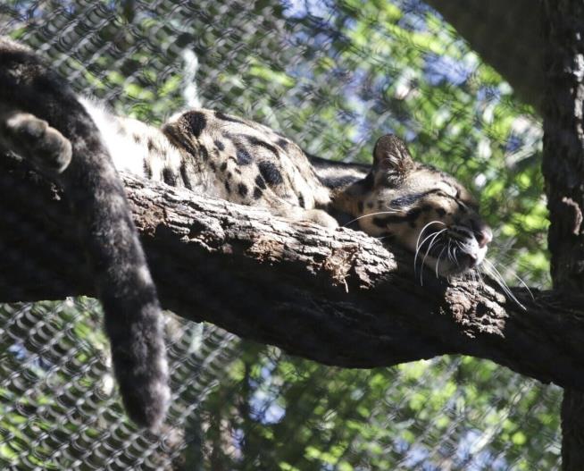Missing Zoo Leopard Found. Now, Mystery of 2 Cut Fences