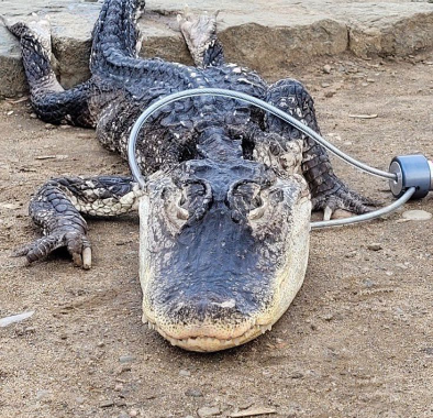 'Lethargic' Alligator Rescued From NYC Lake