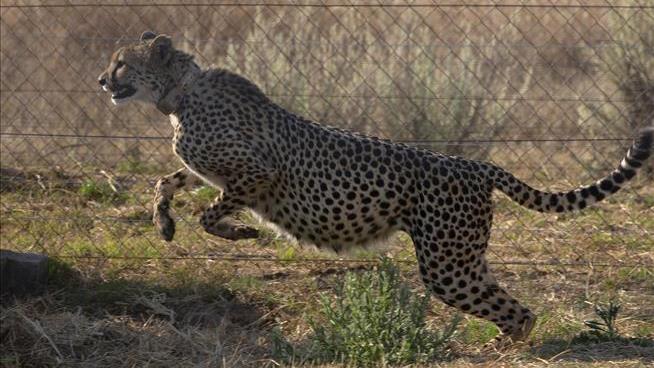 India Stumbles in Its Effort to Bring Back the Cheetah