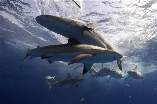 5 Shark Species Have Seen 'Jaw-Dropping' Losses
