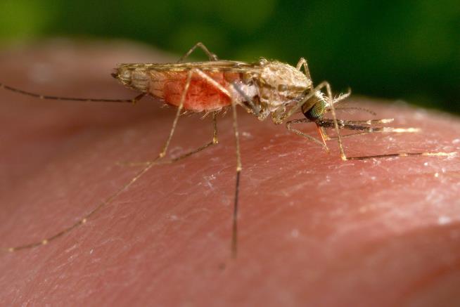 US Sees Local Spread of Malaria for First Time in 20 Years