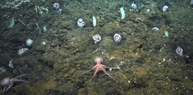 Scientists Find a Rare 'Octopus Nursery'