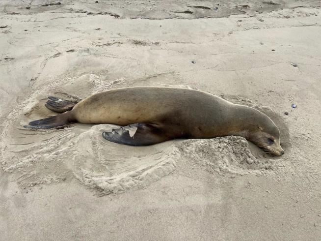 If You're in Southern California, Beware the Sea Lions