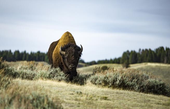Yellowstone Bison Gores Woman
