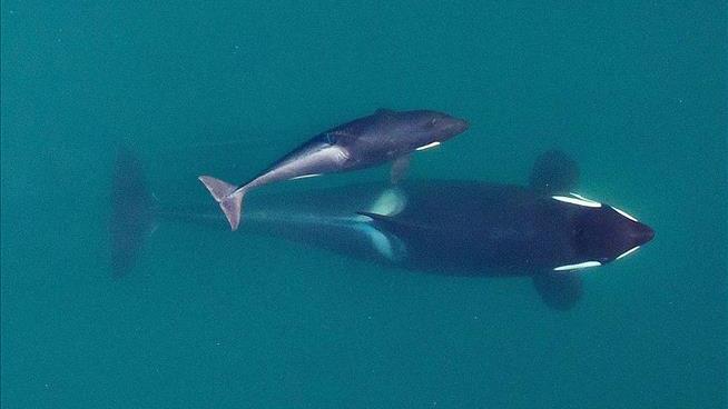 Orca Moms Fight for Sons Even Into Old Age