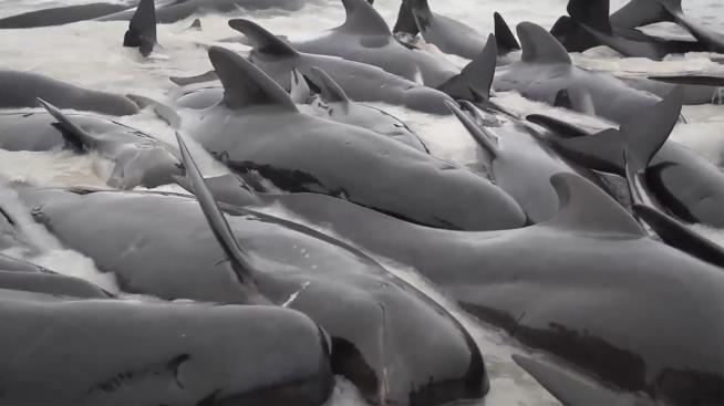 97 Pilot Whales Gathered Tightly, Then Beached