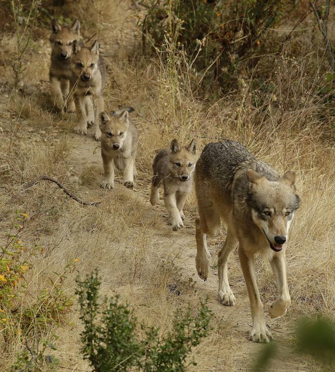 New Gray Wolf Pack Found in California
