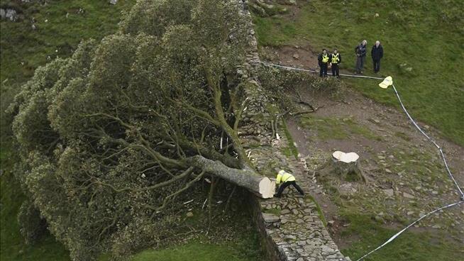 Sycamore Gap Tree to Be Taken to Secret Spot