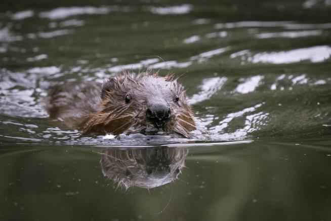 After 400 Years, Beavers Return to London