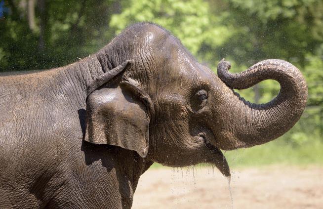 Zoo Mourns Elephant Death After Dog Causes Stir at Zoo