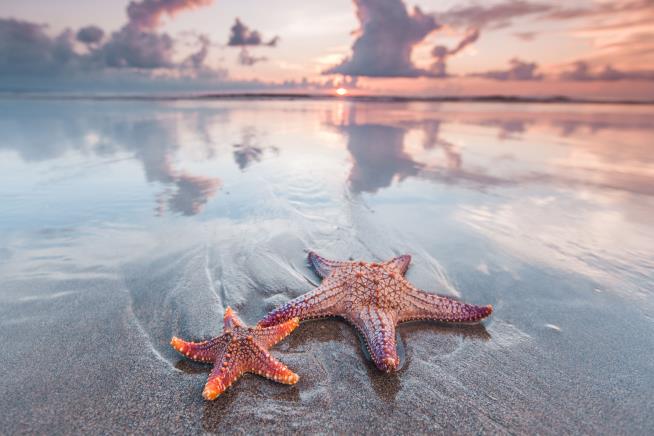 Starfish 'Arms' Are Really Something Else Entirely