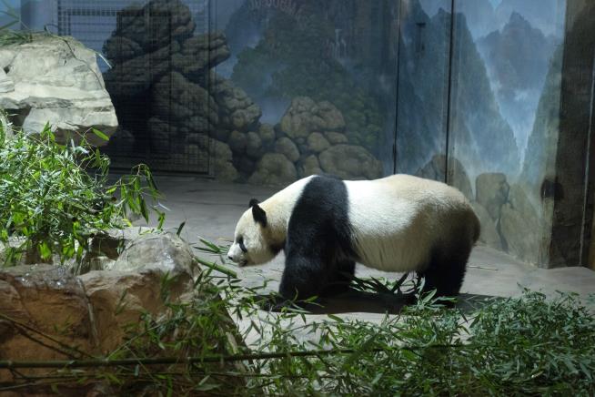 America's Giant Panda Population Is Dropping by 3