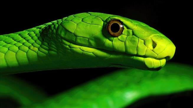 Dutch Town Warned to Steer Clear of Green Mamba