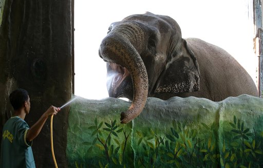 'World's Saddest Elephant' Dies in Manila Zoo