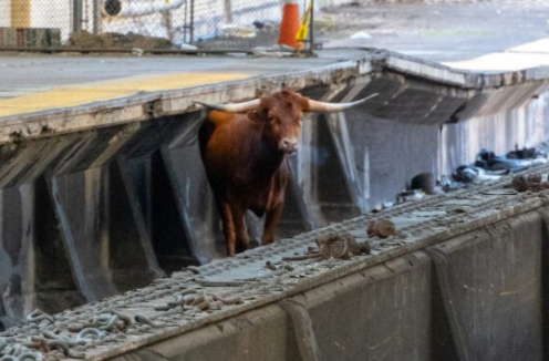 Odd Delay for New Jersey Commuters: Wayward Bull