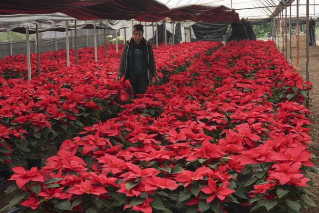 Poinsettia Namesake Comes With Thorny Past