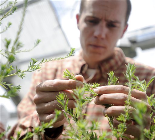 Scientists Found a Magic Bullet for Weeds. Now, 'Big Problems'