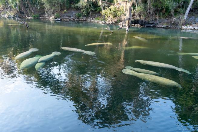 This Florida Park Just Welcomed Nearly 1K Manatees