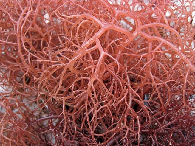 Seaweed Could Help Us Survive Nuclear War
