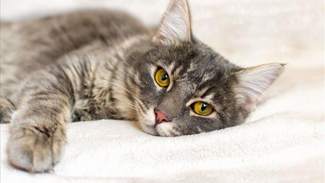 Oregon Resident's Case of Bubonic Plague Tied to Pet Cat
